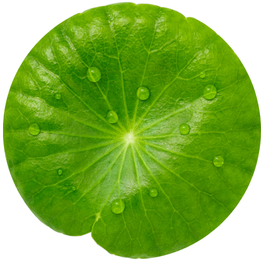 1.15% Centella Asiatica Leaf Vesicles